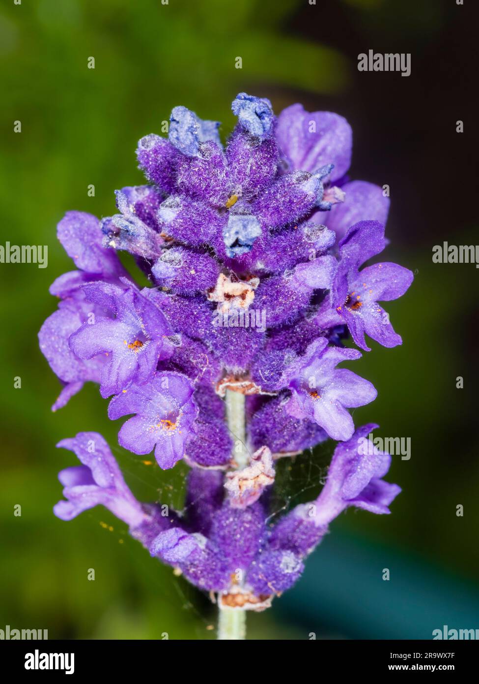 Close up of a single flower head with individual flowers of the English lavender, Lavandula angustifolia 'Hidcote' Stock Photo