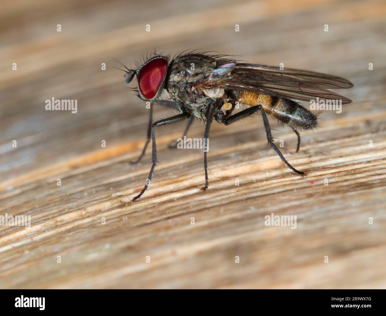 Side view of an adult male lesser house fly, Fannia canicularis, a pest species and disease vector Stock Photo