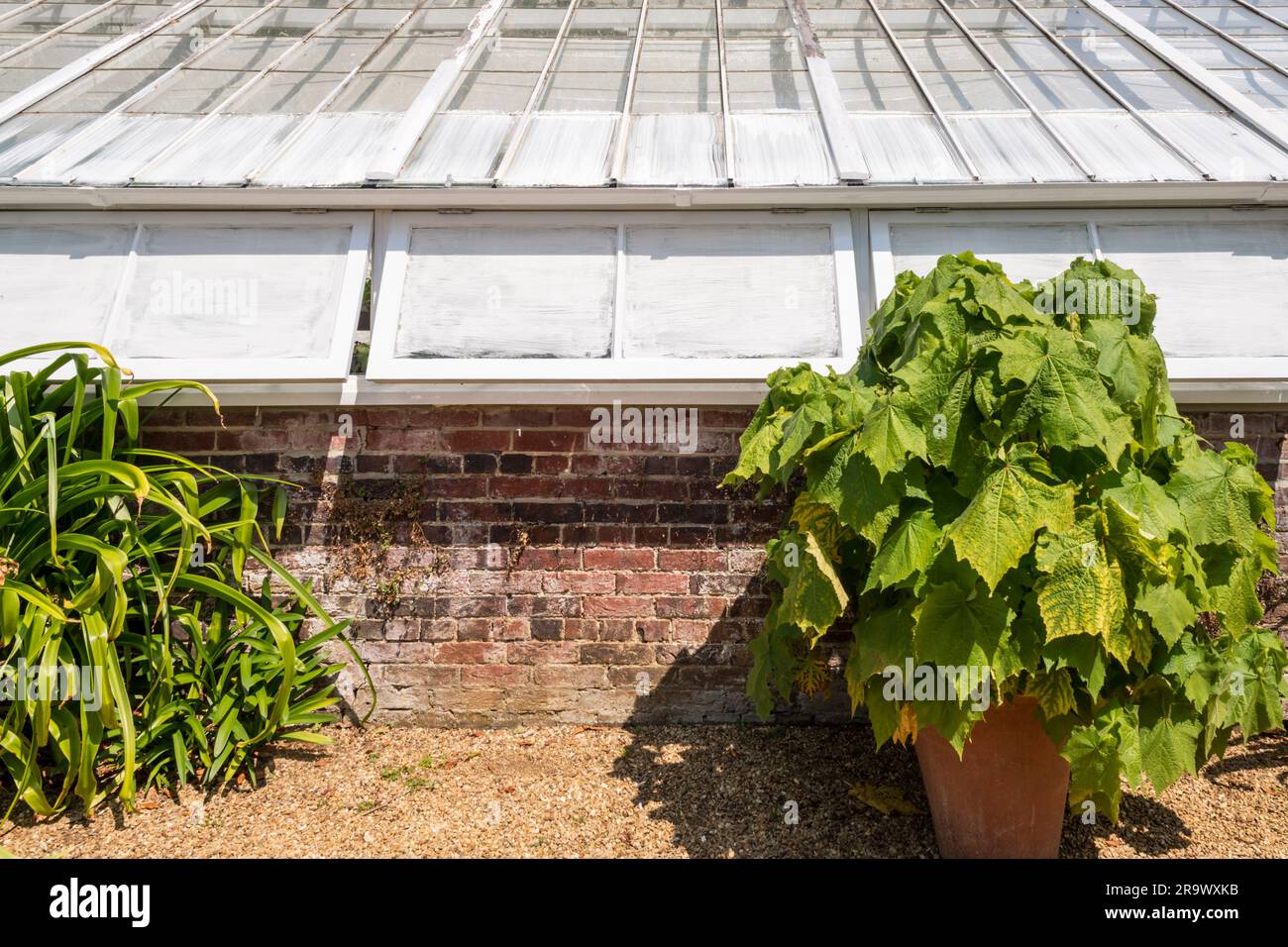 Greenhouse with glass whitewashed to reduce heat in the summer. Stock Photo