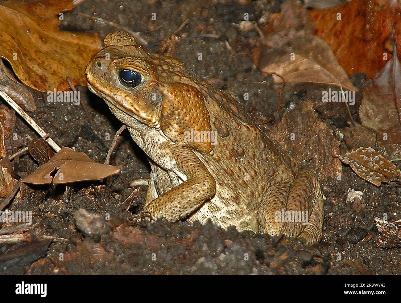 Cane toad (Rhinella marina) from Daintree, north Queensland, Australia ...