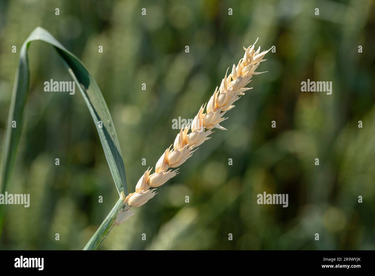 Signs of root rot disease on wheat Stock Photo