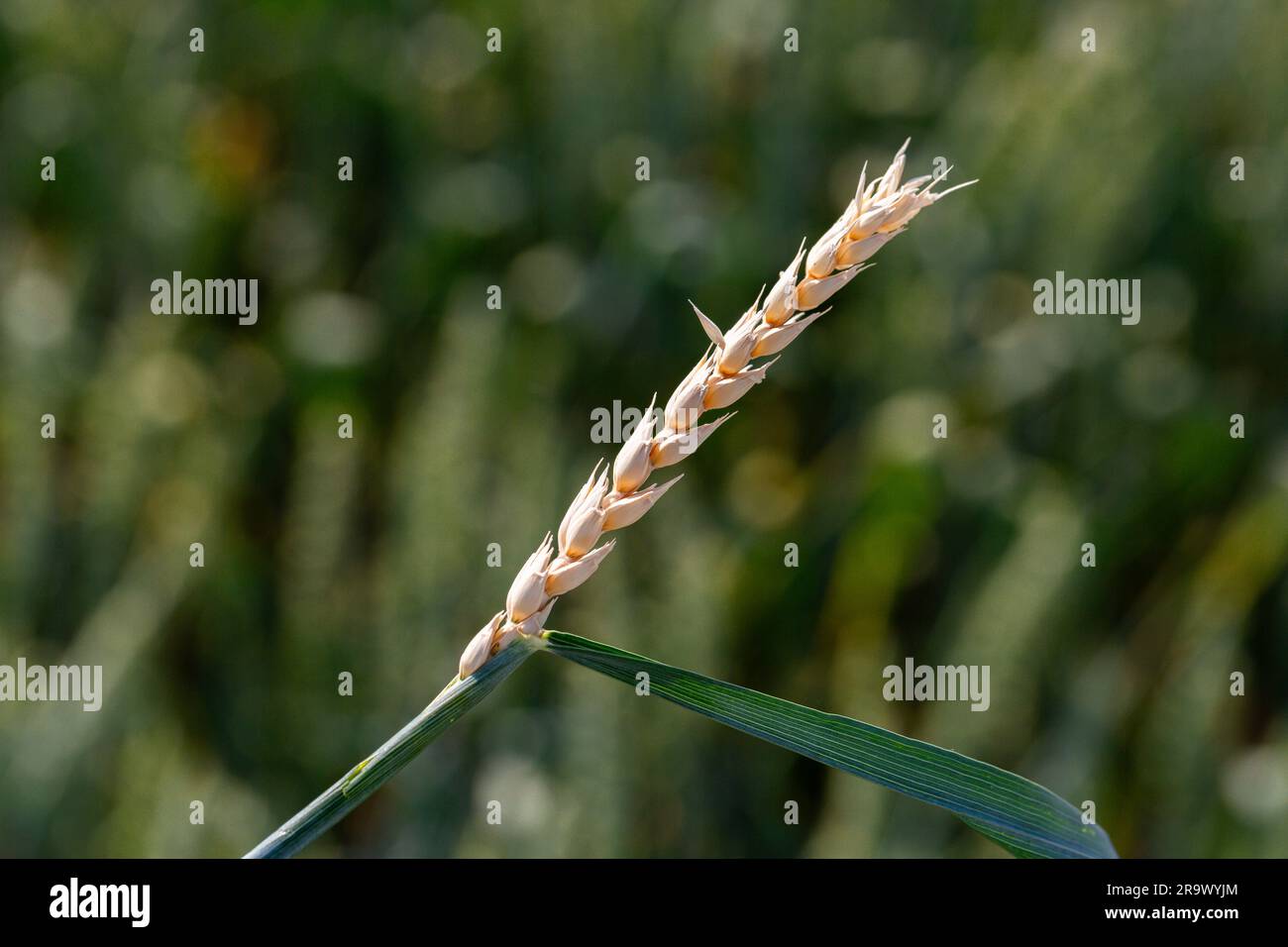 Signs of root rot disease on wheat Stock Photo
