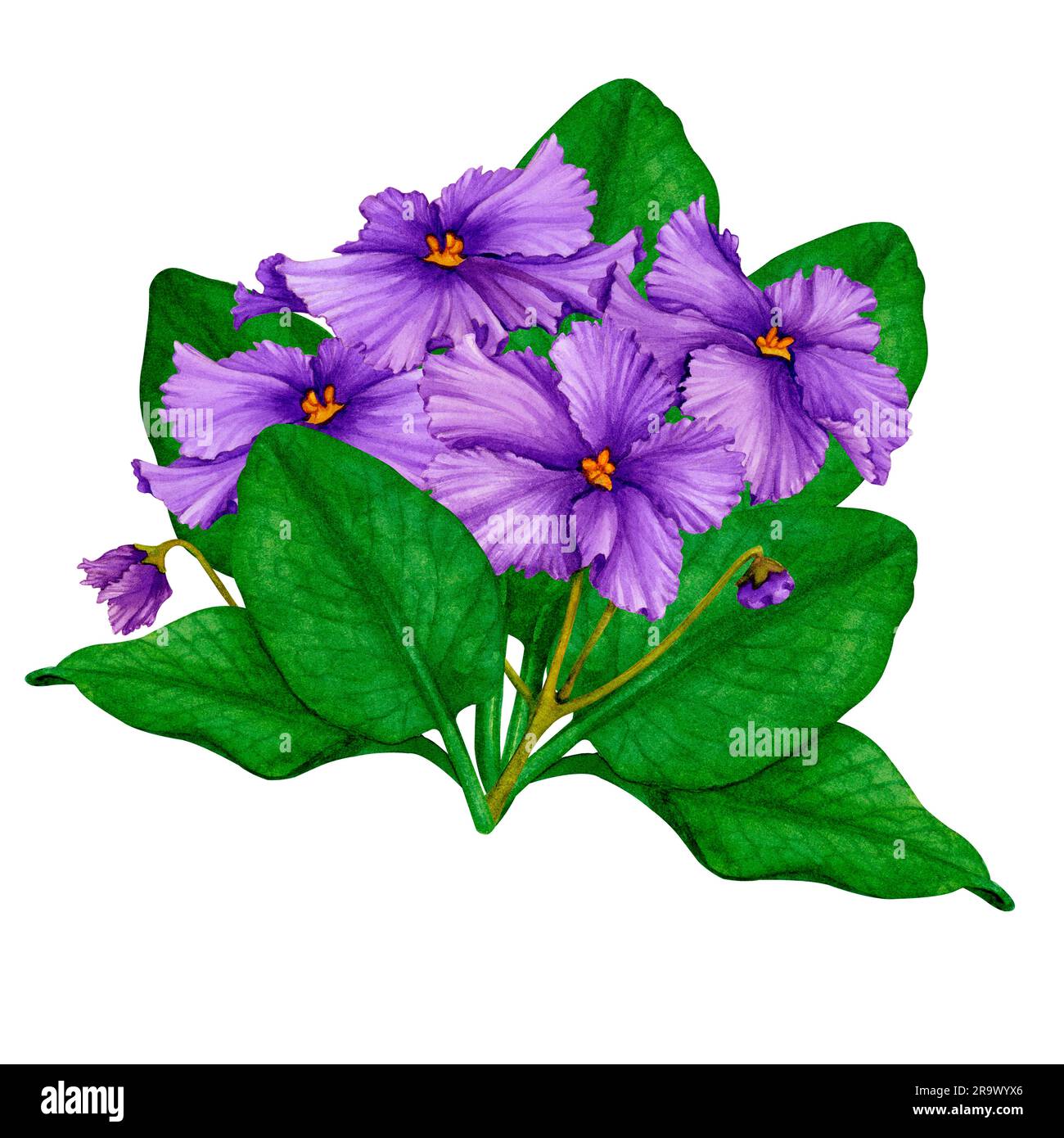 African Violet (Saintpaulia) flowers. Hand drawn watercolor. Illustration isolated on white background Stock Photo - Alamy
