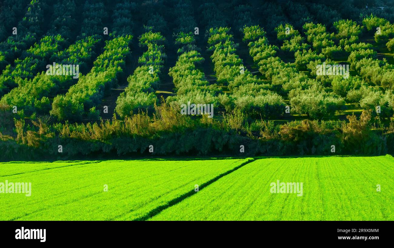 Agricultural field in beautiful green colors, Spain Stock Photo