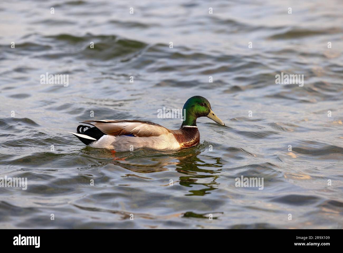 Male Mallard (Anas platyrhynchos), Lake Lough Rea, Loughrea, Galway, Ireland Stock Photo