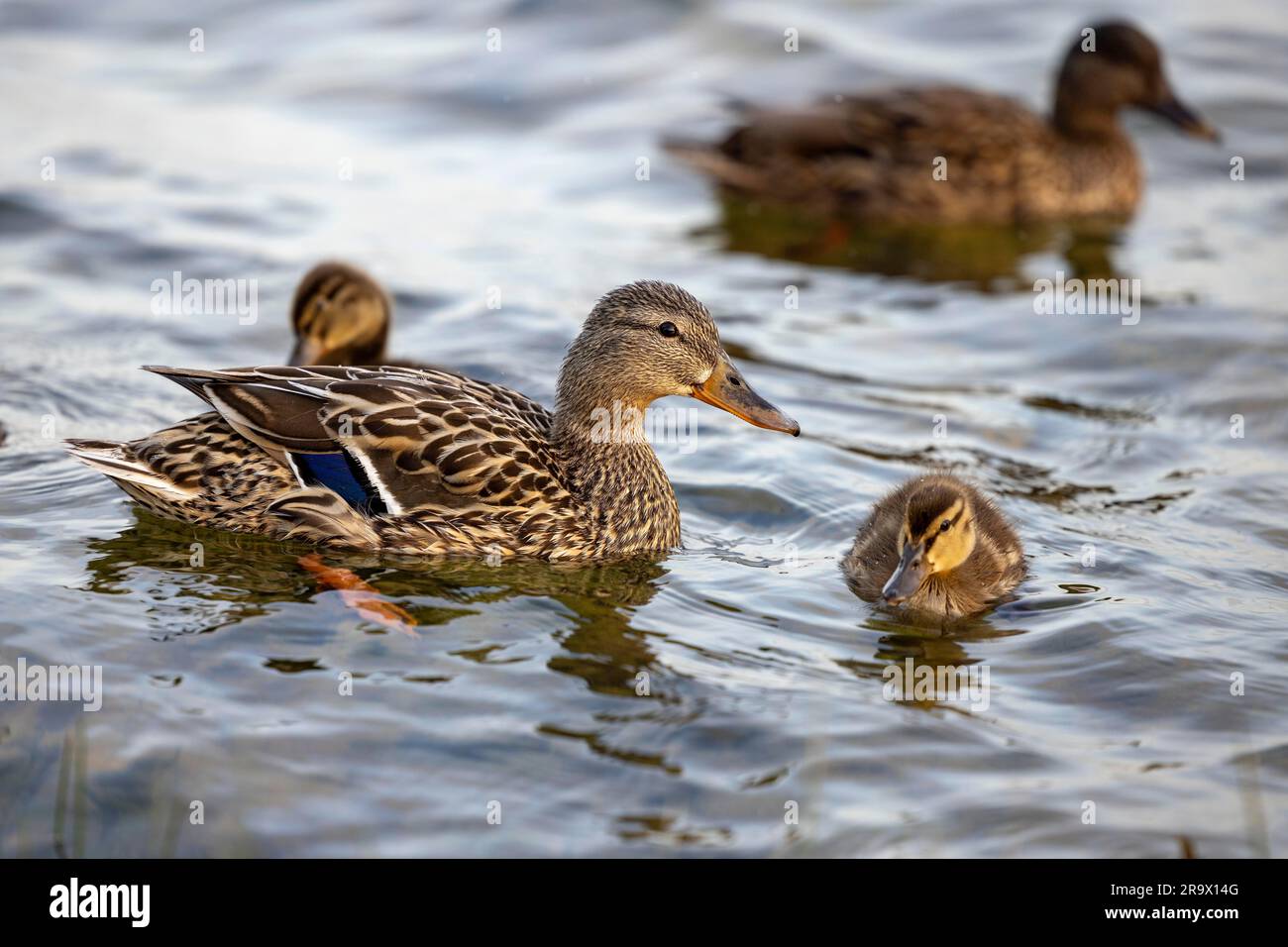 Chick, Mallard (Anas platyrhynchos), Lake Lough Rea, Loughrea, Galway, Ireland Stock Photo