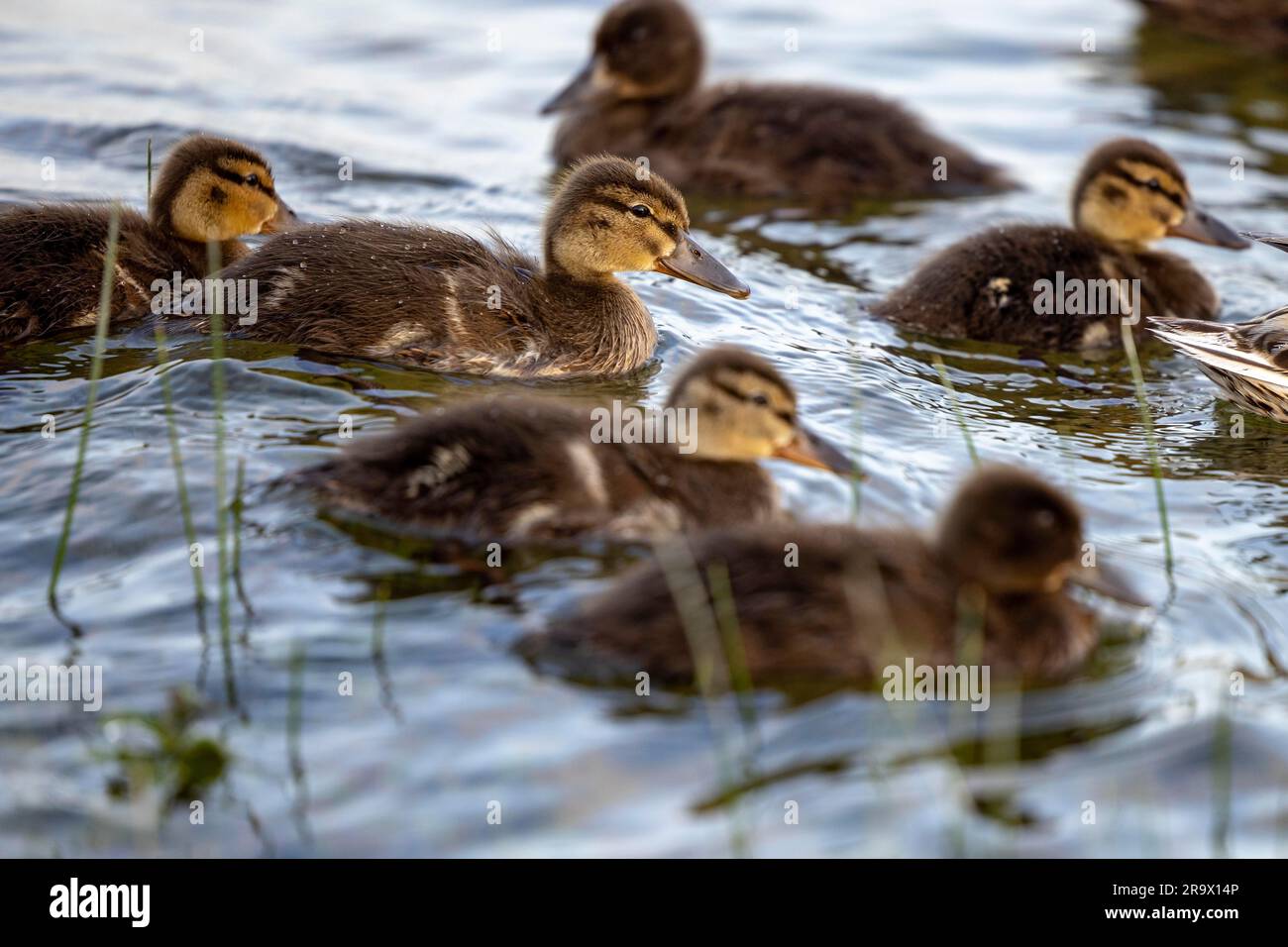 Chick, Mallard (Anas platyrhynchos), Lake Lough Rea, Loughrea, Galway, Ireland Stock Photo