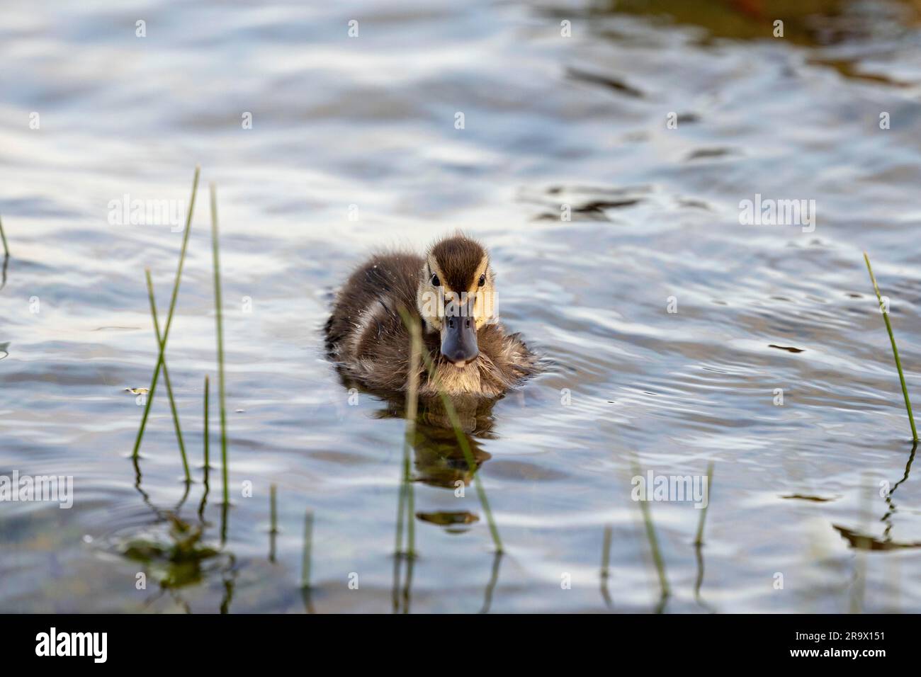 Chick, Mallard (Anas platyrhynchos), Lake Lough Rea, Loughrea, Galway, Ireland Stock Photo