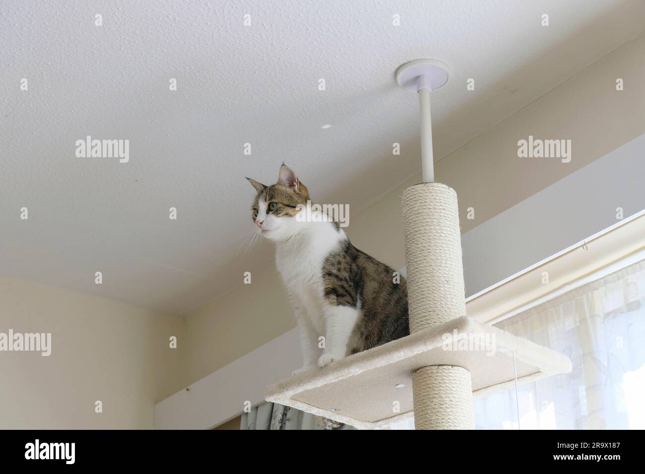 Adult female Tabby Cat sitting right at the top of a floor to ceiling cat tree Stock Photo
