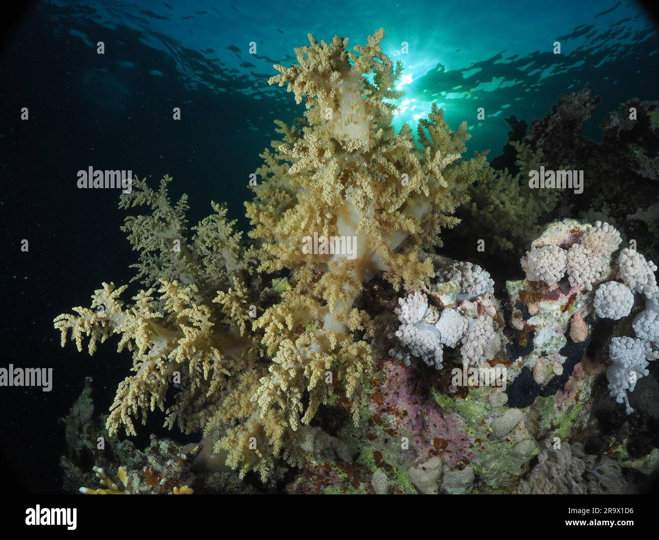 Broccoli tree (Litophyton arboreum) in the evening light, sun rays. Dive site House Reef, Mangrove Bay, El Quesir, Red Sea, Egypt Stock Photo