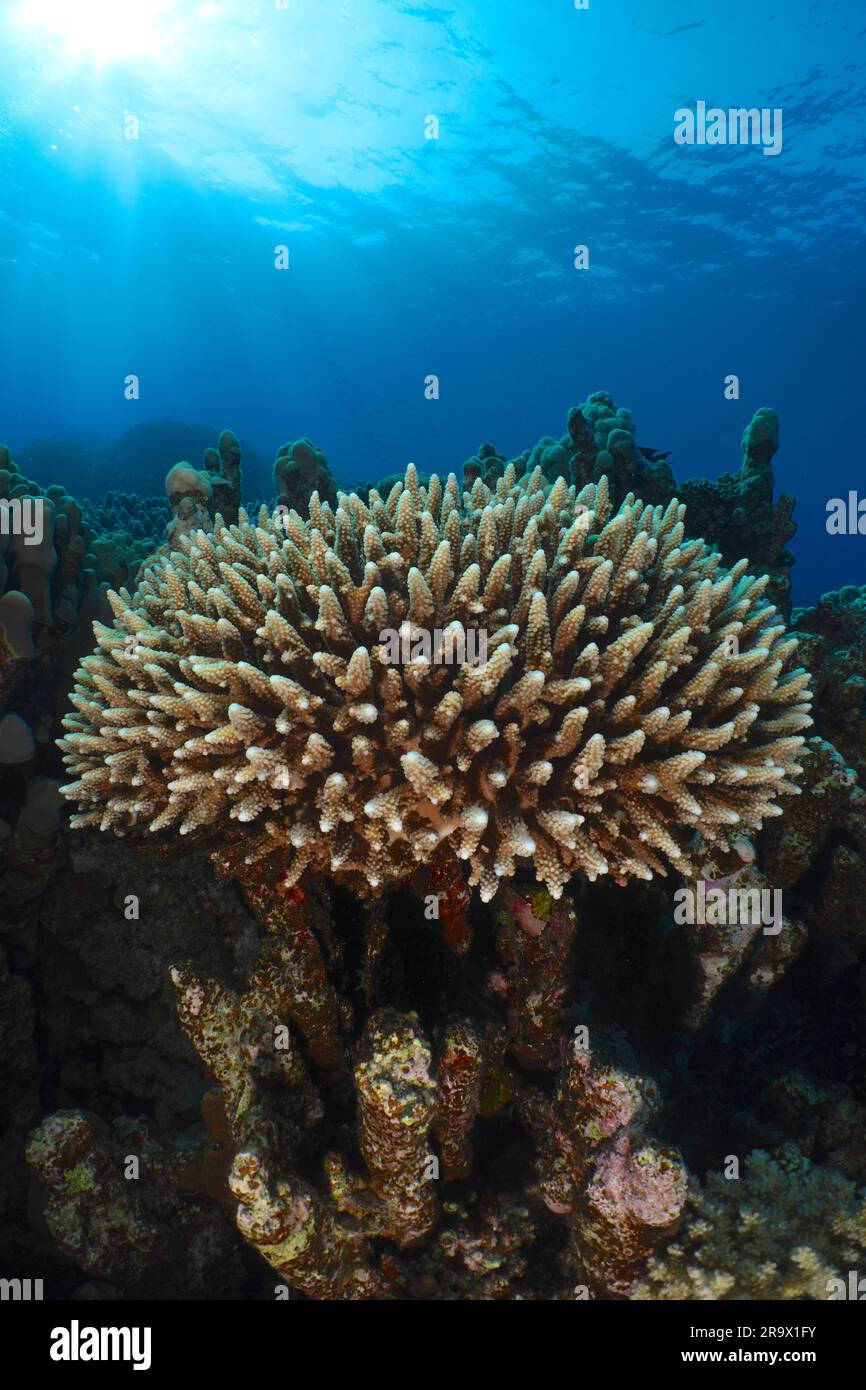 Low staghorn coral (Acropora humilis) in backlight, sun rays, dive site Abu Dabab Reef, Red Sea, Egypt Stock Photo