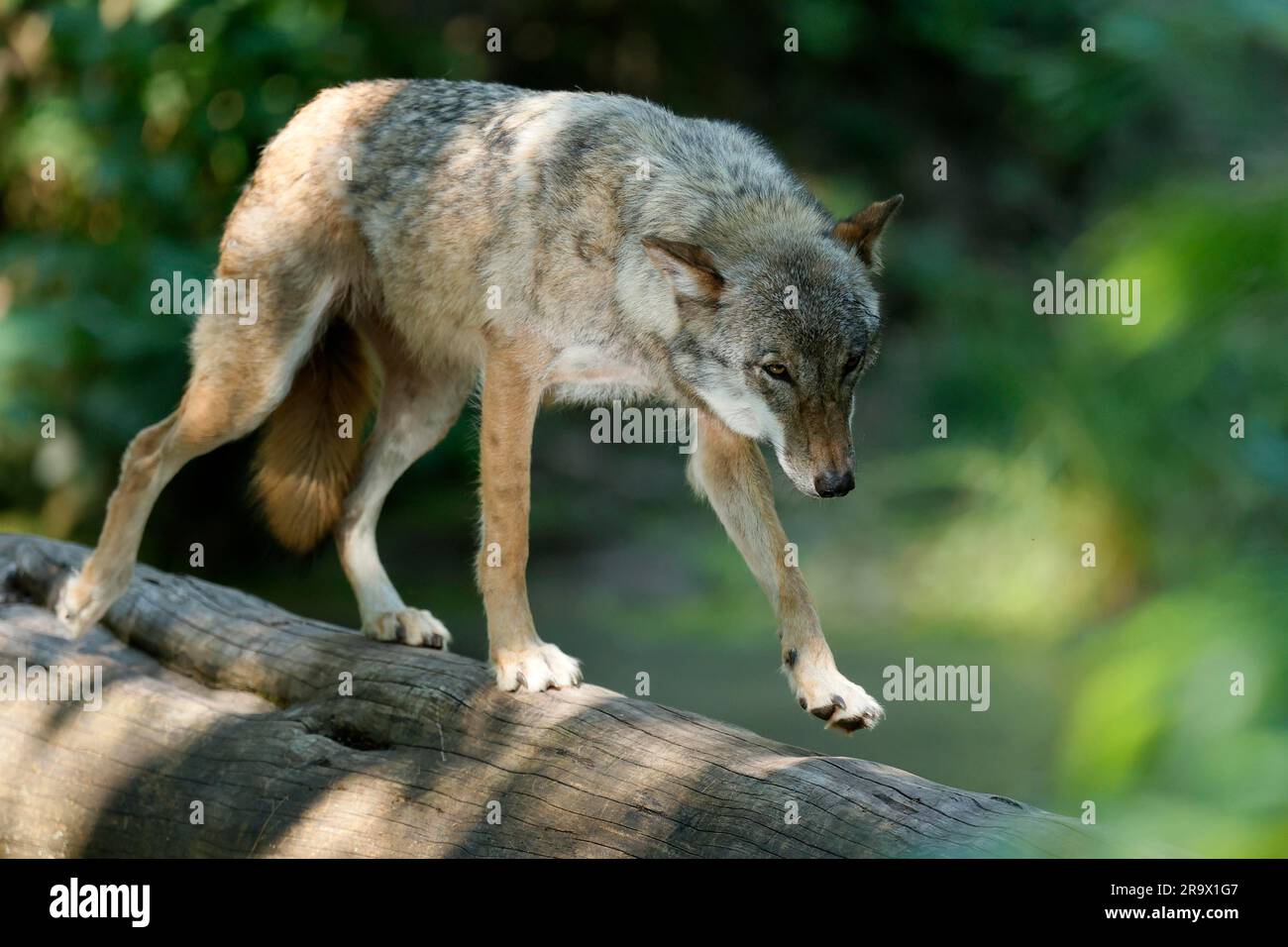 European gray wolf (Canis lupus) walking over a tree trunk, Germany ...