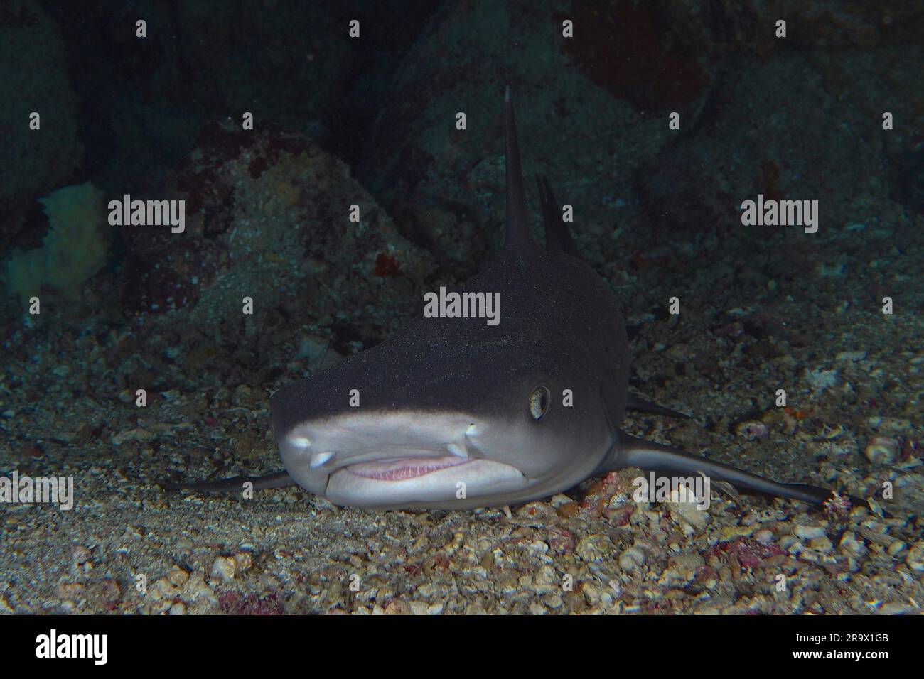 Portrait of whitetip reef shark (Triaenodon obesus), Fury Shoals reef