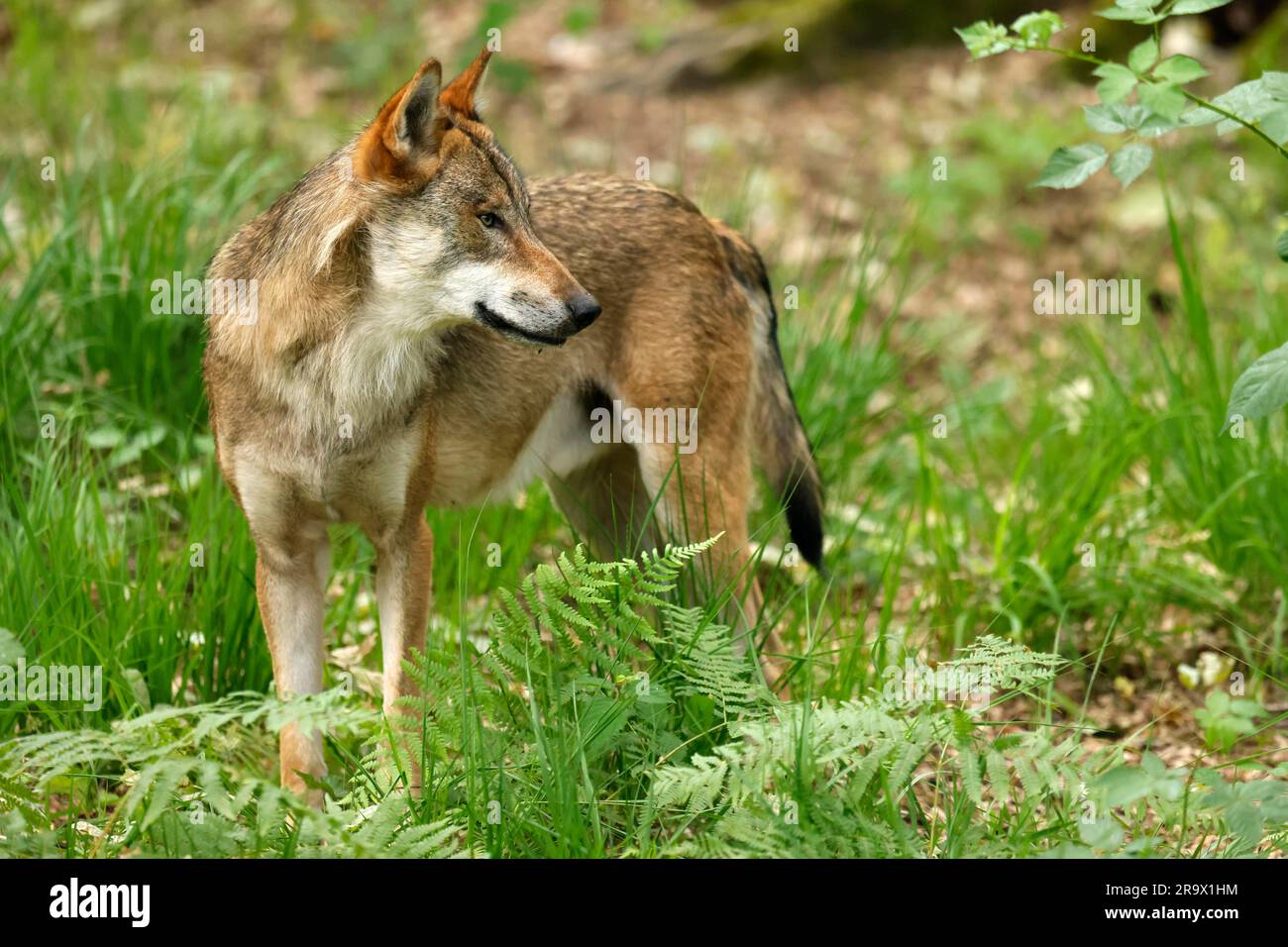 European gray wolf (Canis lupus) standing at attention in the forest ...