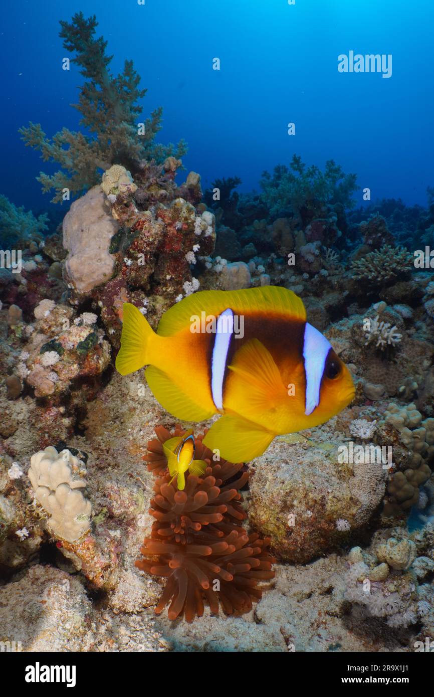 Pair of red sea clownfish (Amphiprion bicinctus) in front of its Fluorescent bubble-tip anemone (Entacmaea quadricolor), Dive Site House Reef Stock Photo