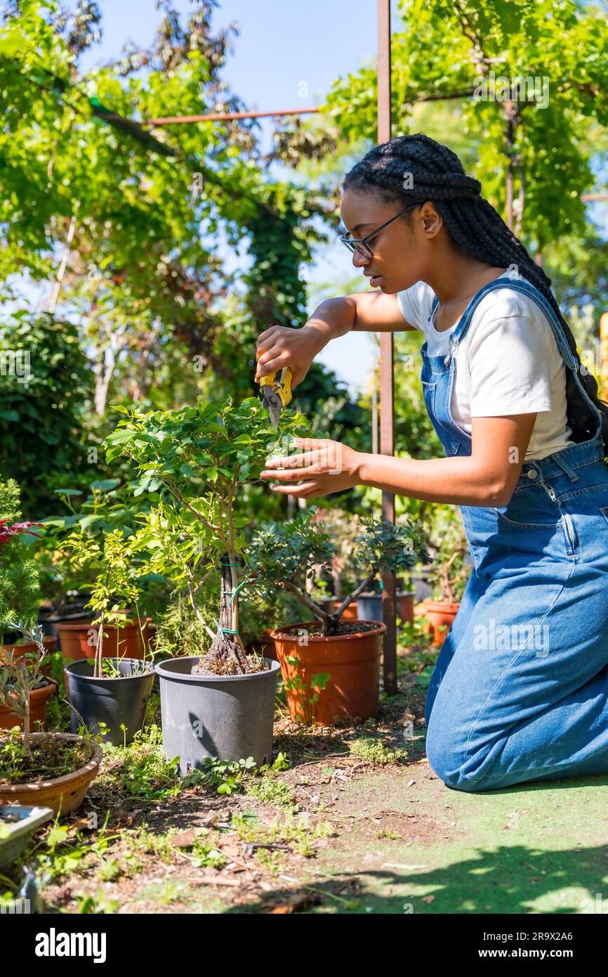 Black ethnic woman gardener working in the nursery inside the greenhouse Stock Photo