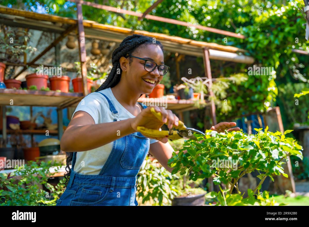 Black ethnic woman with braids gardener working in the nursery in the greenhouse happy cutting the bonsai Stock Photo