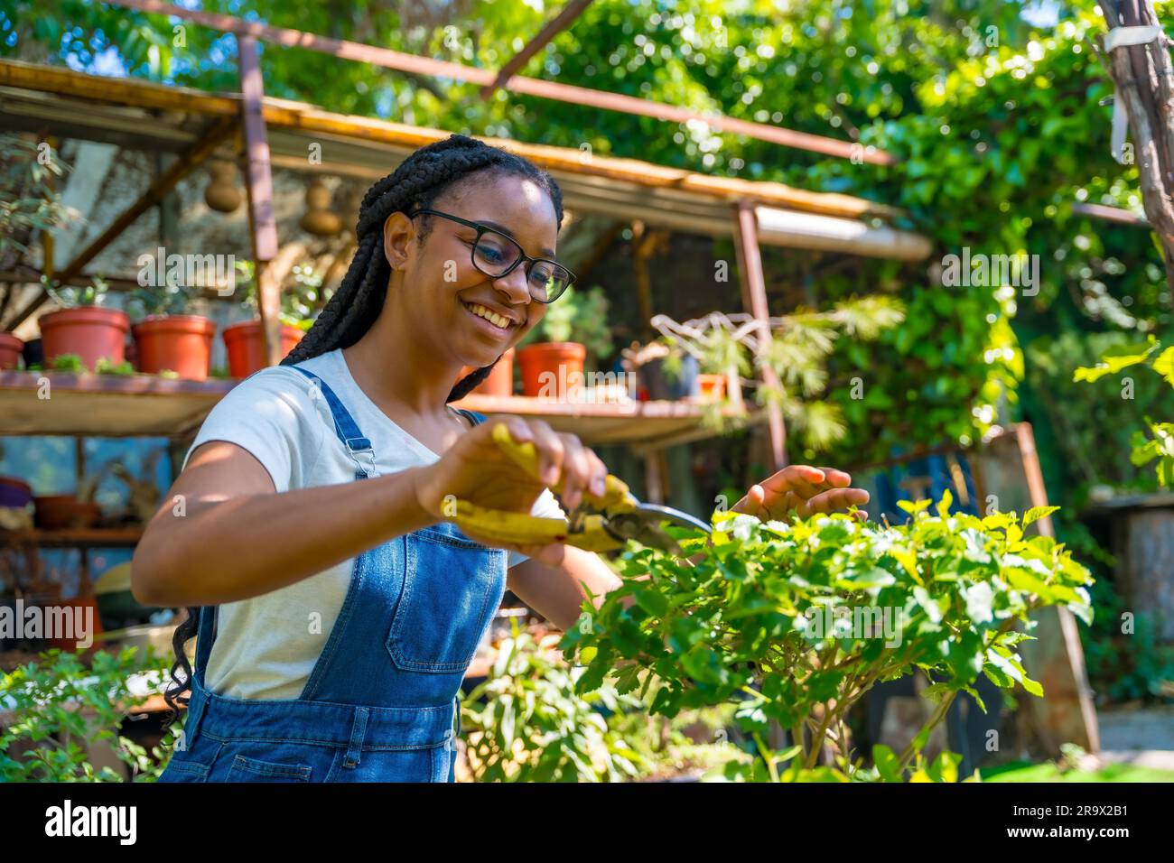Black ethnic woman with braids and glasses is a gardener in the nursery in the greenhouse happy cutting the bonsai Stock Photo