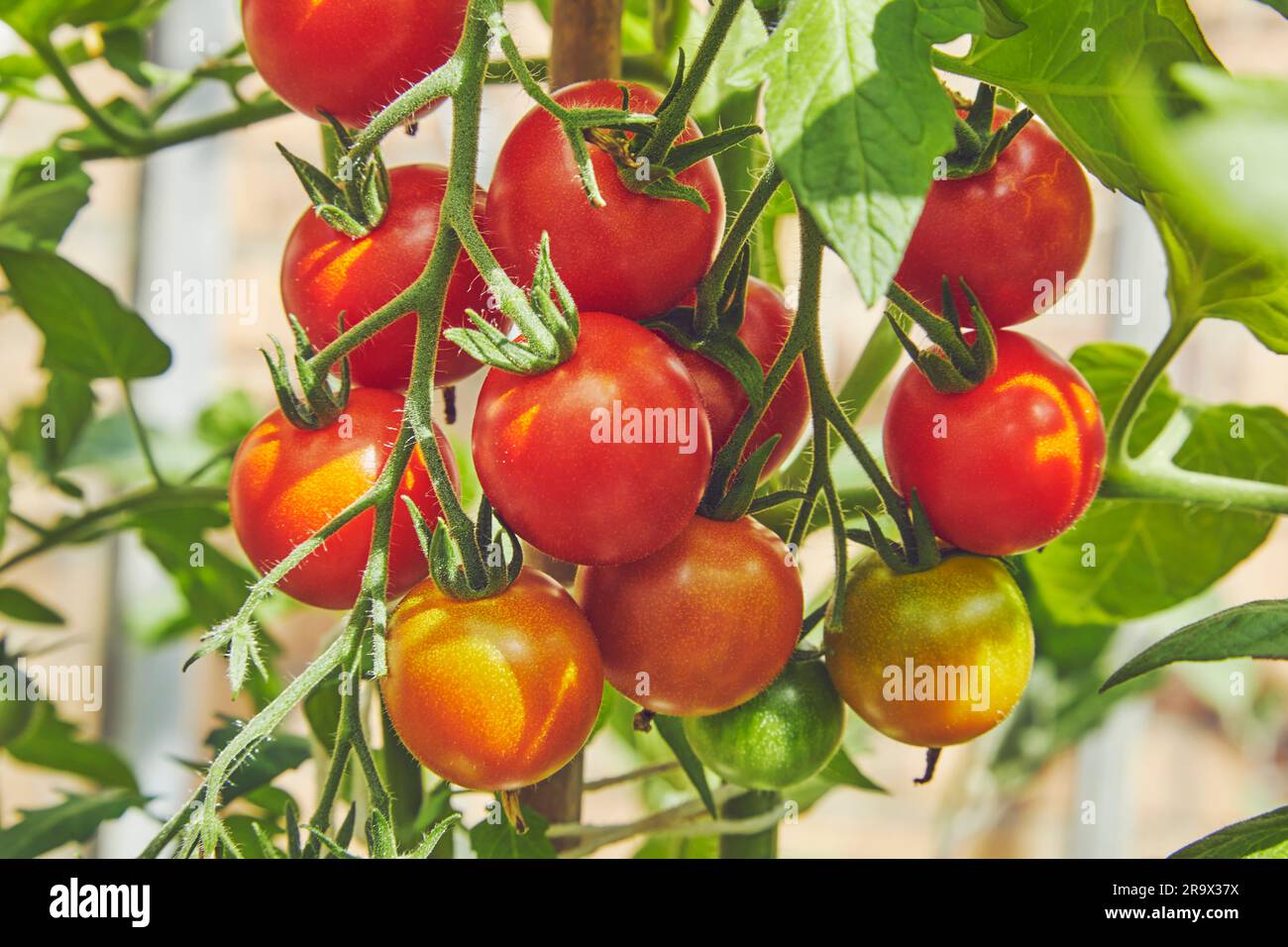 Tomatoes ripening on the vine, in a greenhouse. A vision of summer and healthy eating Stock