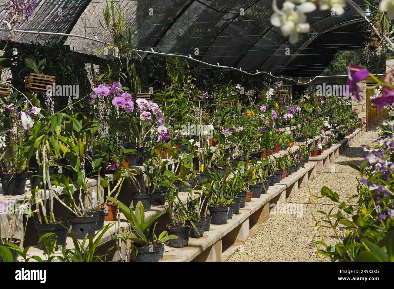 Orchid greenhouse, Xcaret Eco Park, near Playa del Carmen, Riviera Maya, Quintana Roo, Yucatan, Mexico, Yucatan Stock Photo