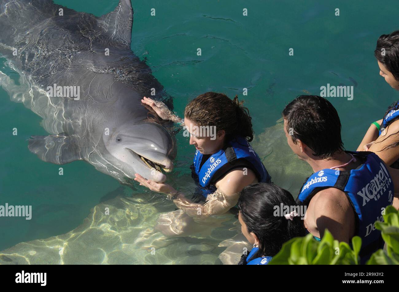 Woman with dolphin, Yucatan, swimming dolphins, dolphin, stroking