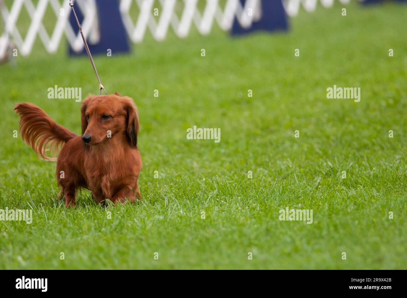 Short little Longhaired Dachshund walking in the dog show ring Stock Photo