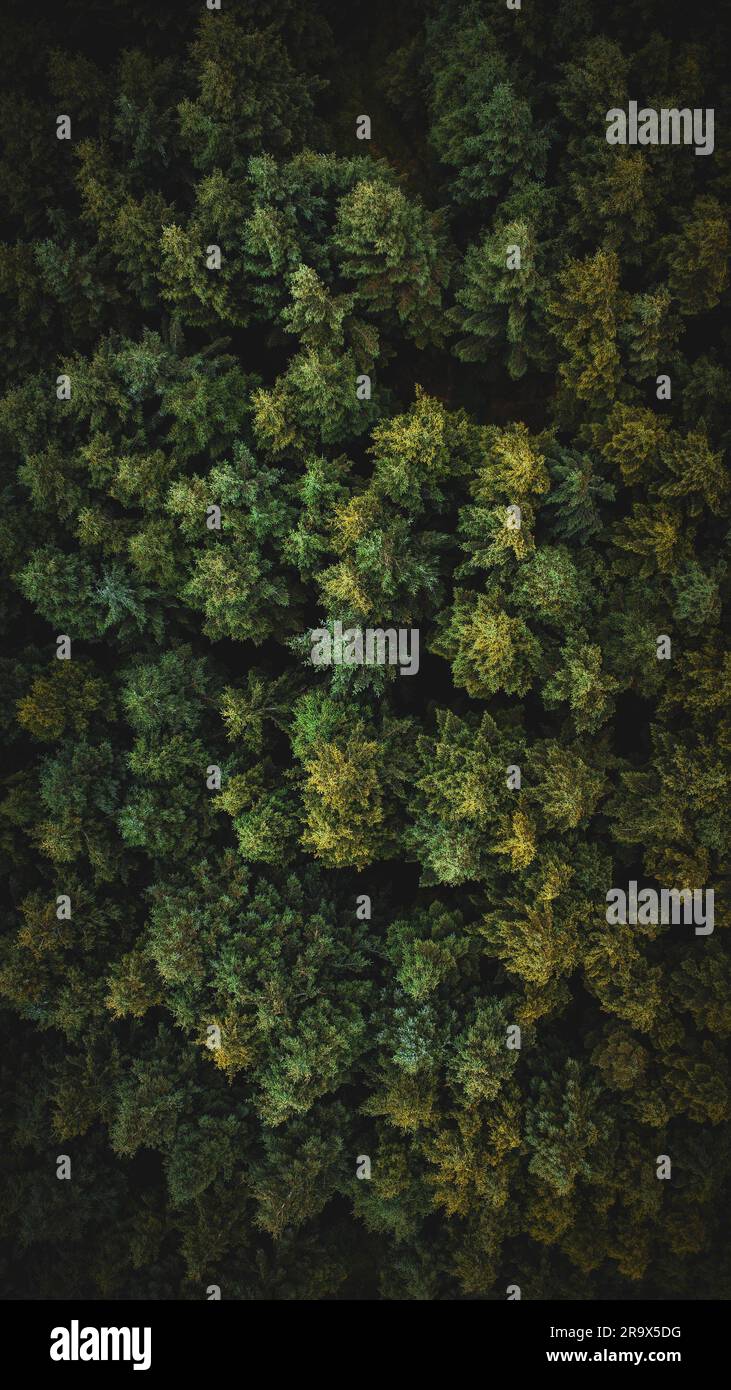 Lush green leafy trees hi-res stock photography and images - Alamy