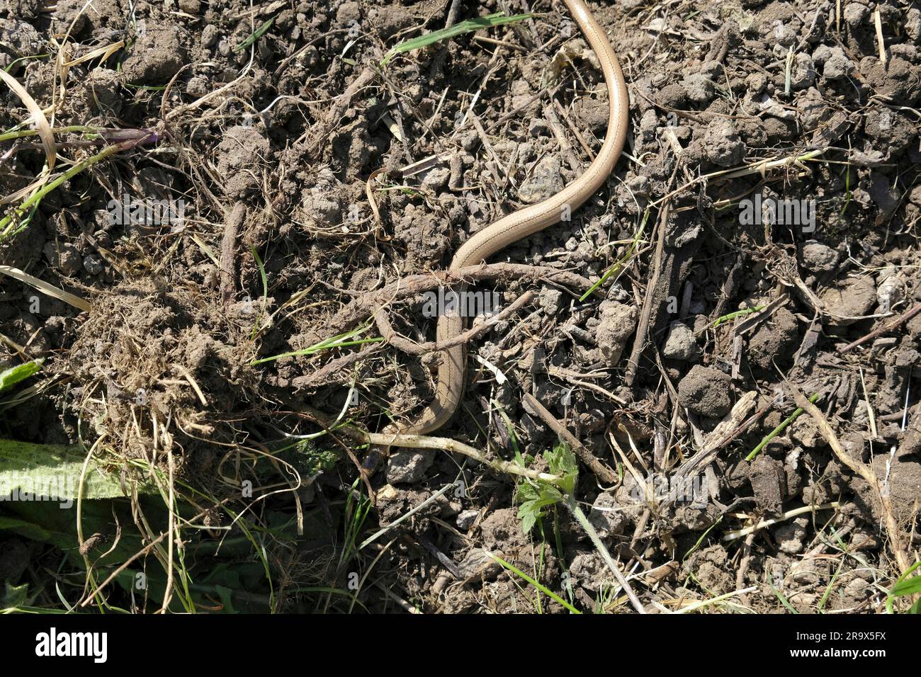 Slow worm burrowing into compost heap Stock Photo