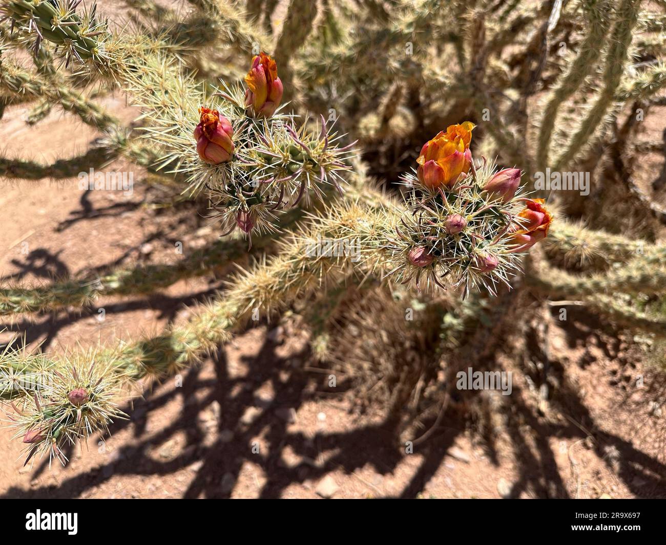 A beautiful cactus plant with flowers against a backdrop of dirt ground Stock Photo