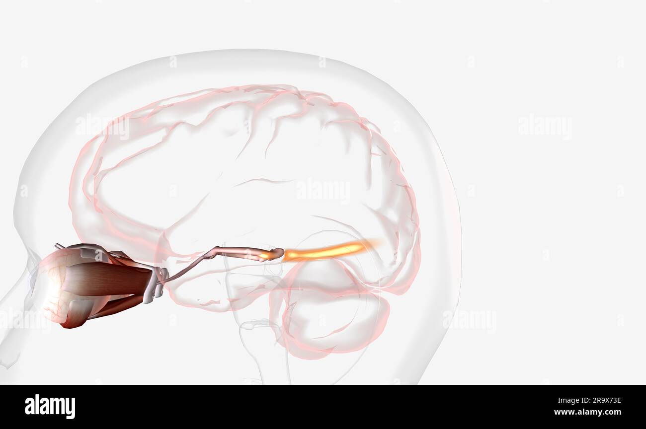 The visual system contains the eyes, optic nerves, optic tracts, and