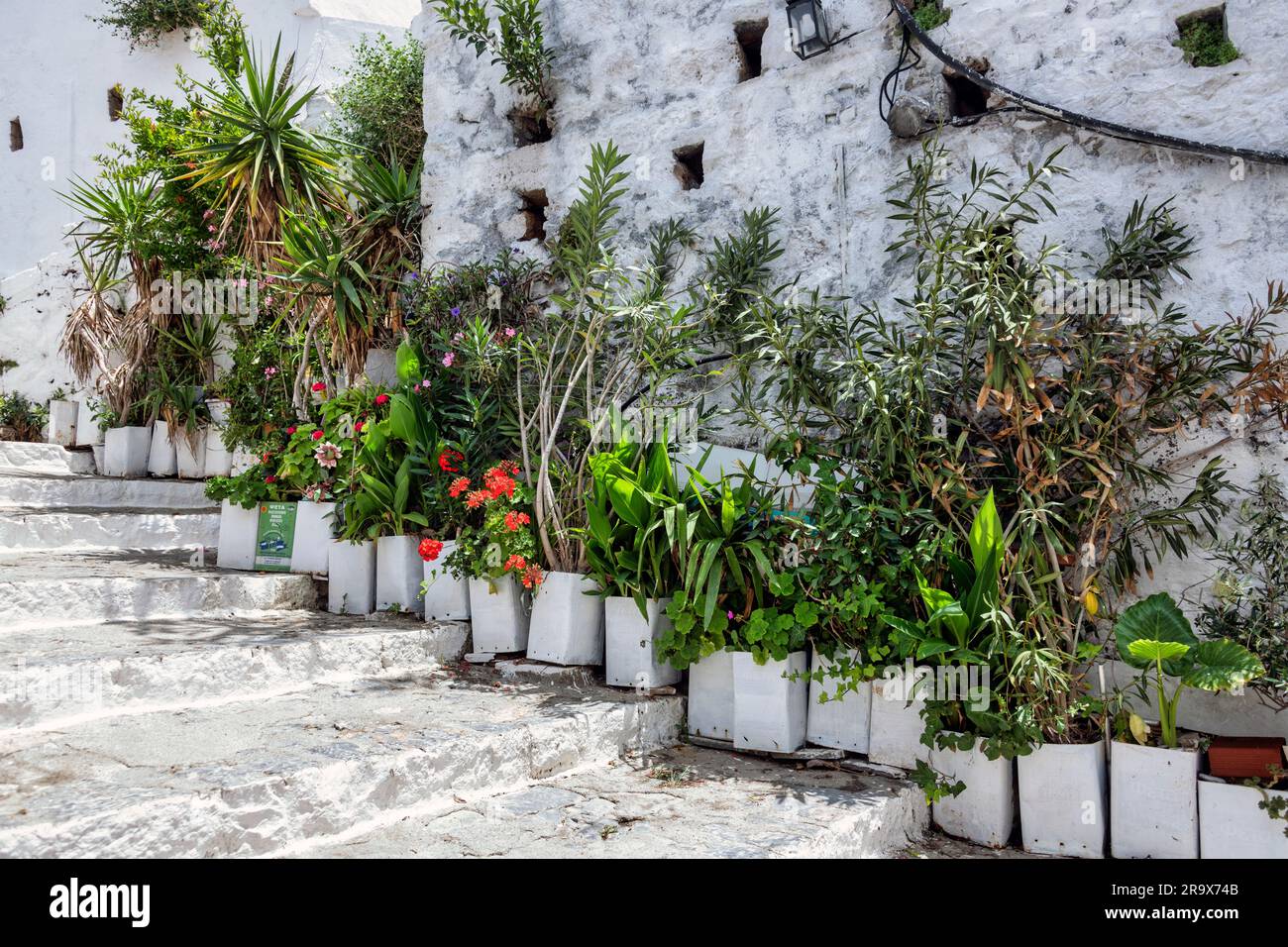 Eine weissgekalkte Treppe mit Kübelpflanzen in Lindos auf Rhodos Stock Photo