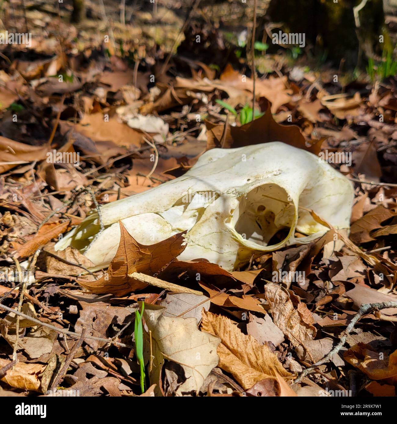 Skull of a white-tail deer, odocoileus virginianus, lying on the leaf-covered forest floor in Missouri. Side view Stock Photo