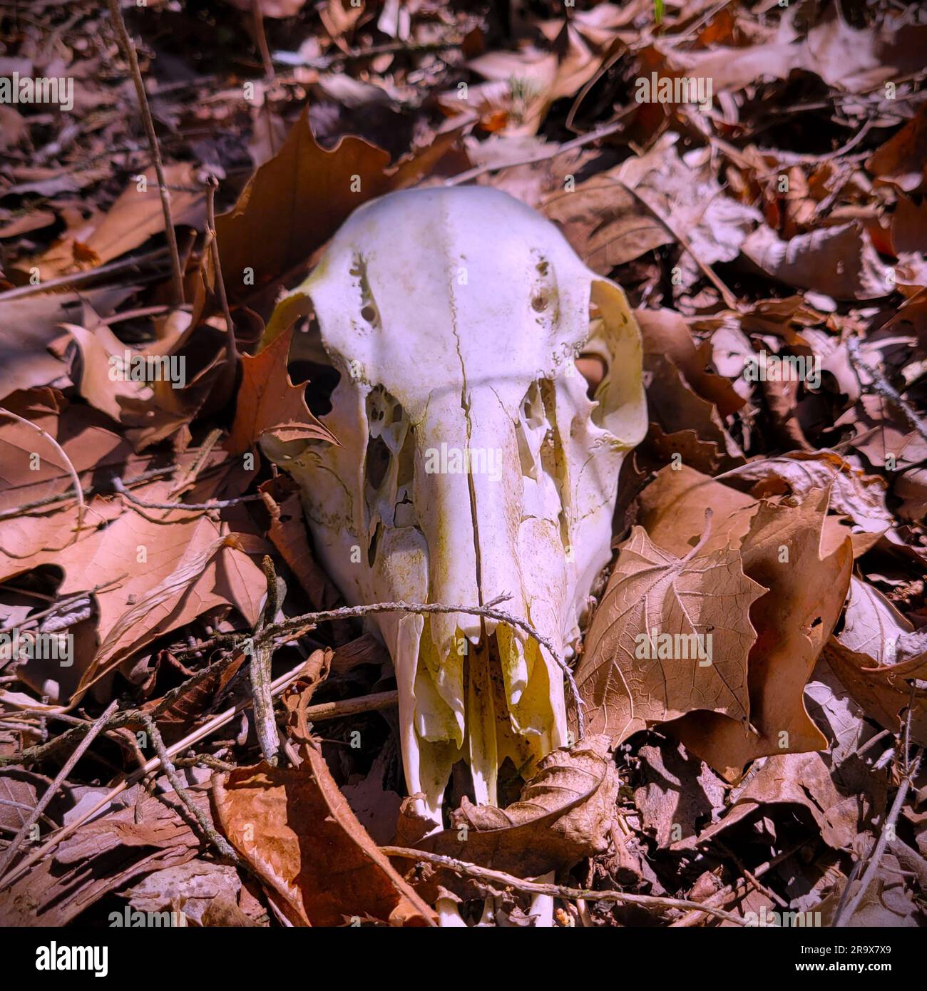 Skull of a white-tail deer, odocoileus virginianus, lying on the leaf-covered forest floor in Missouri. Front view Stock Photo
