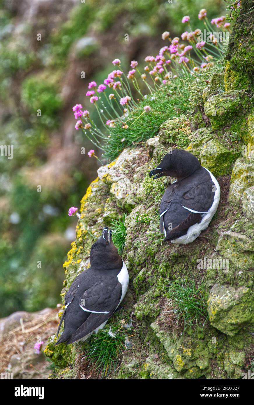 Razorbills in symmetry hi-res stock photography and images - Alamy