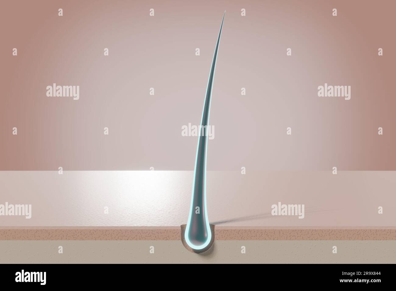 Root hair cell microscope hi-res stock photography and images - Alamy