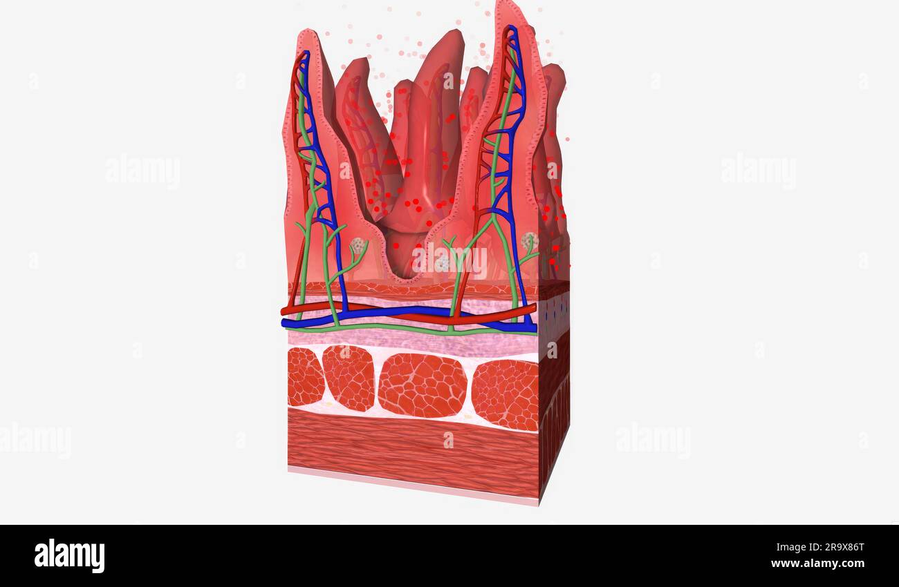 IBS has been linked to a dysregulated gut-brain axis 3D rendering 3d