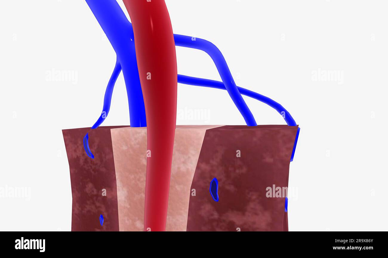 The spleen supports the lymphatic system by filtering blood and