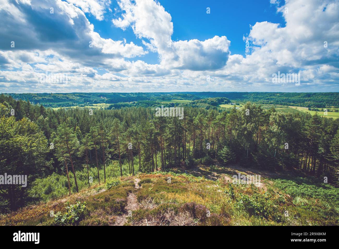 Pine trees on a hill hi-res stock photography and images - Alamy