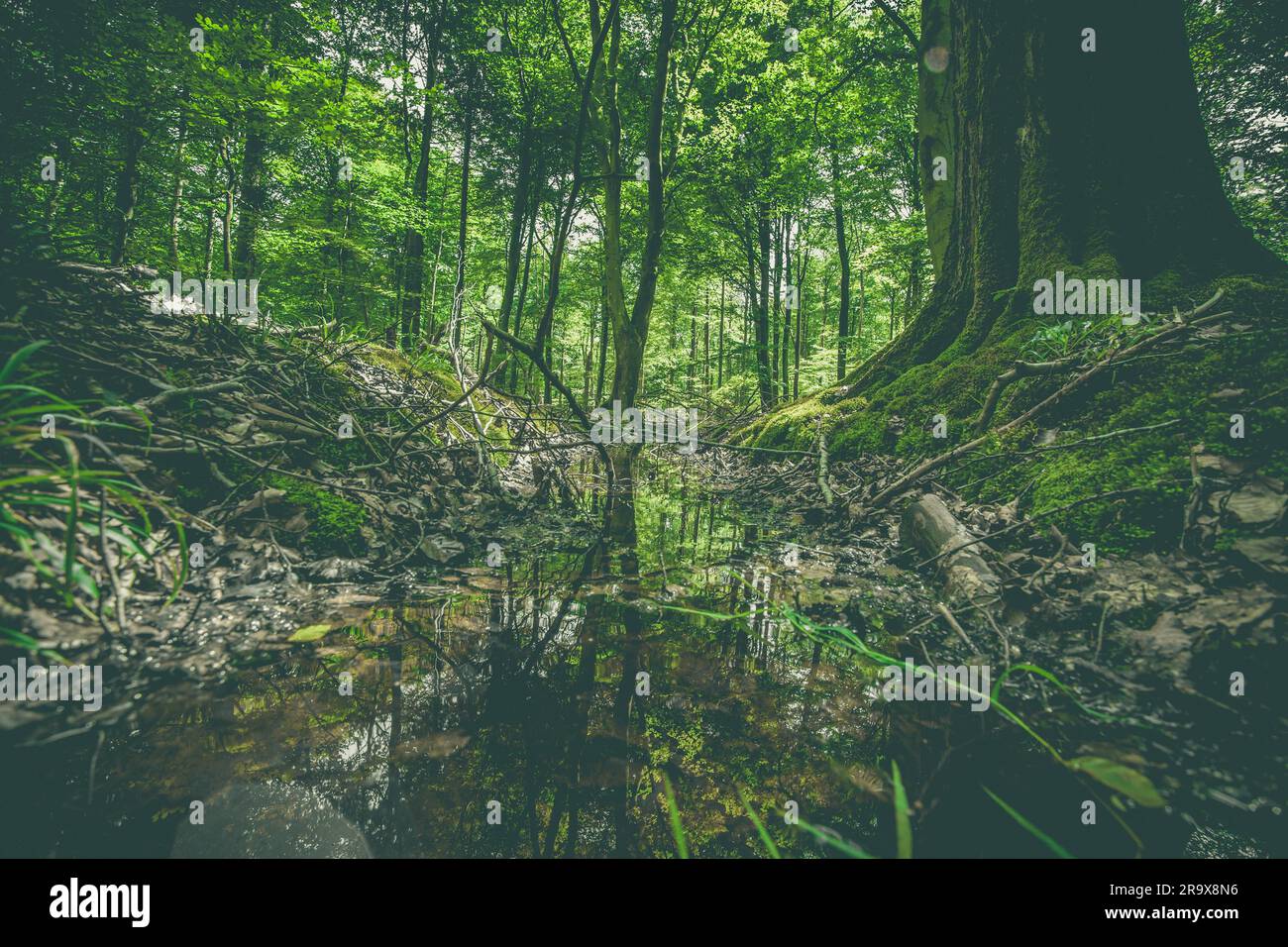 Puddle forest hi-res stock photography and images - Alamy