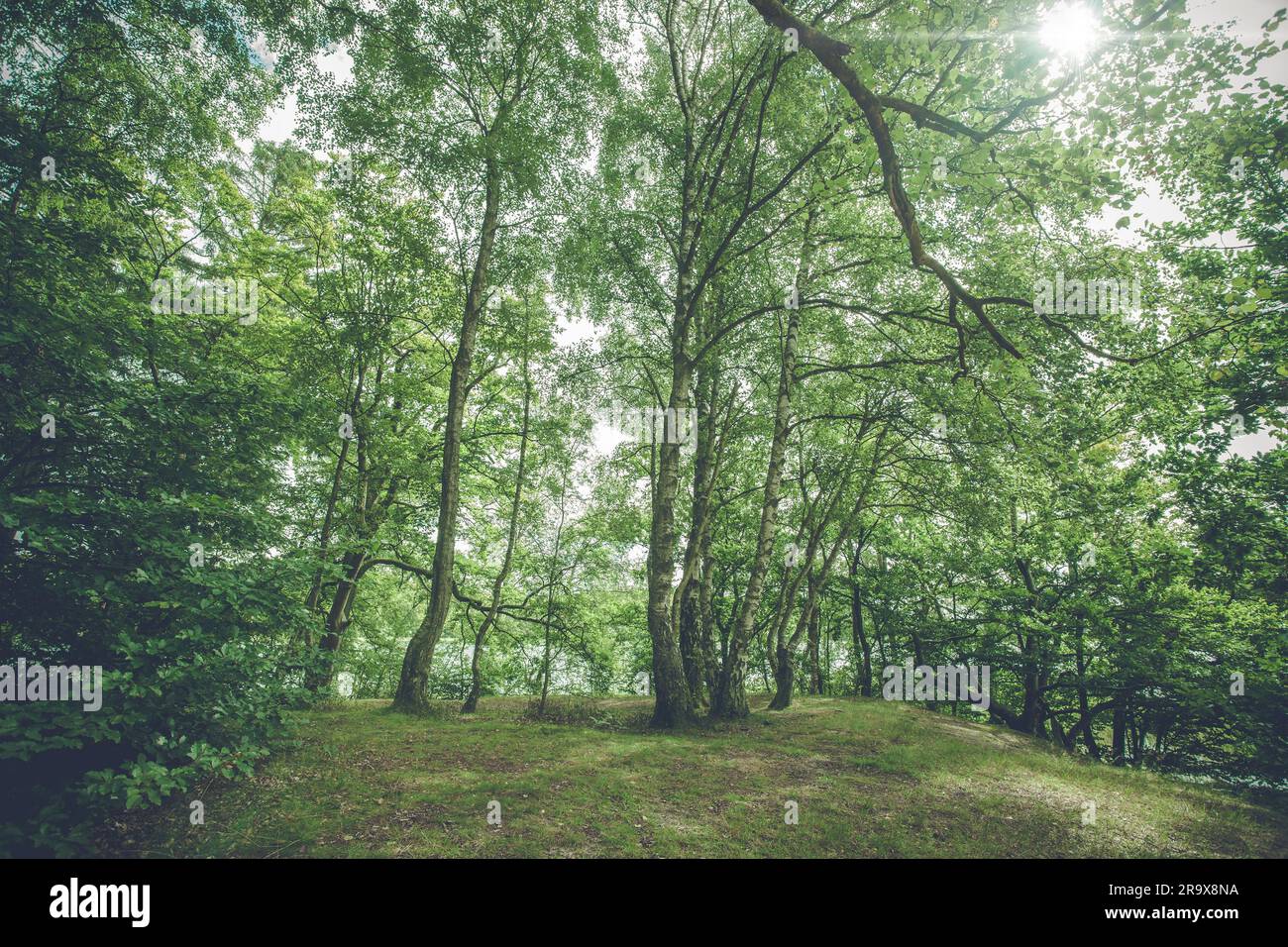 Birch trees in a forest with bright sunlight Stock Photo - Alamy