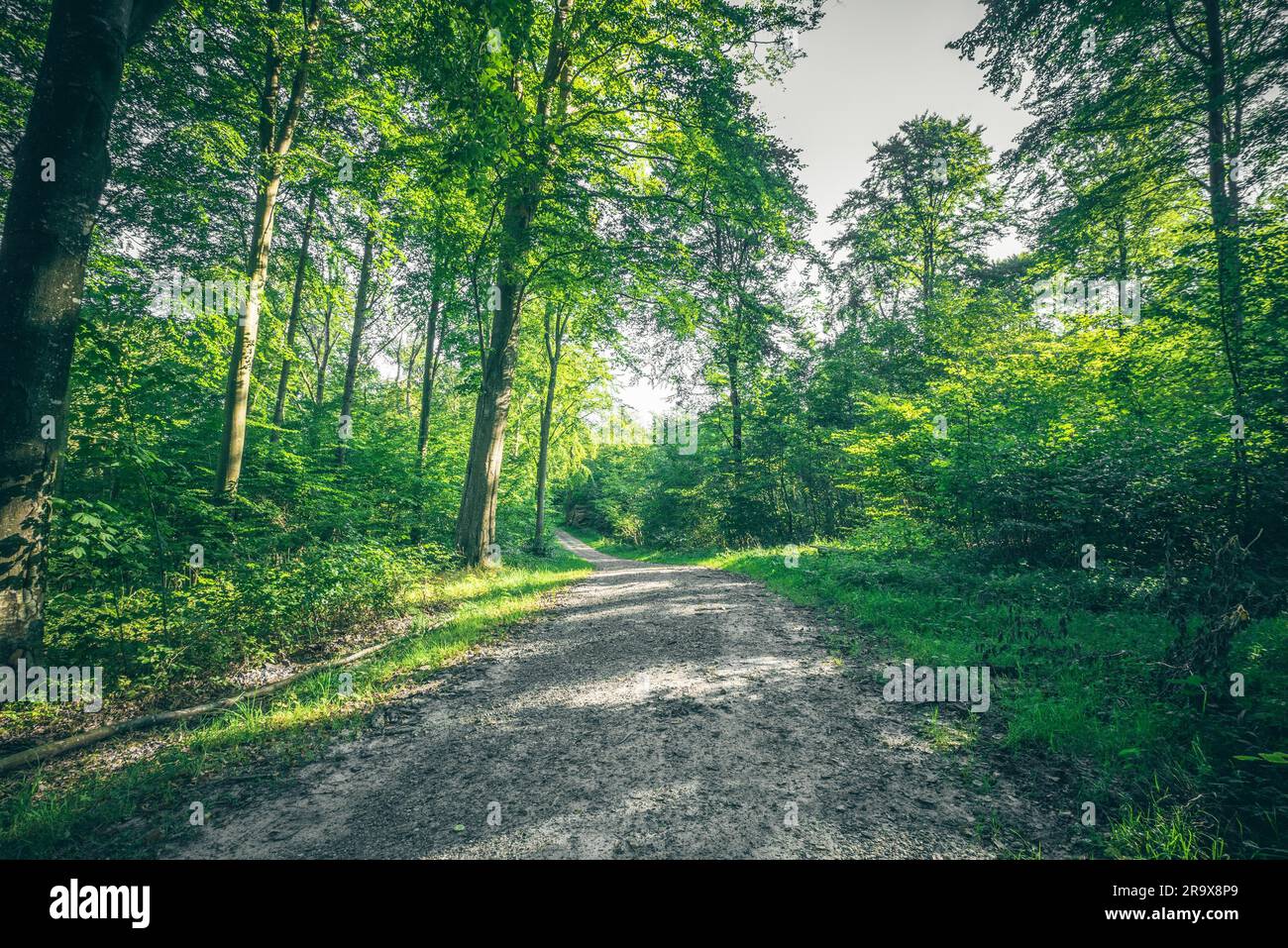 Dirt trail going through a green forest in the spring Stock Photo - Alamy