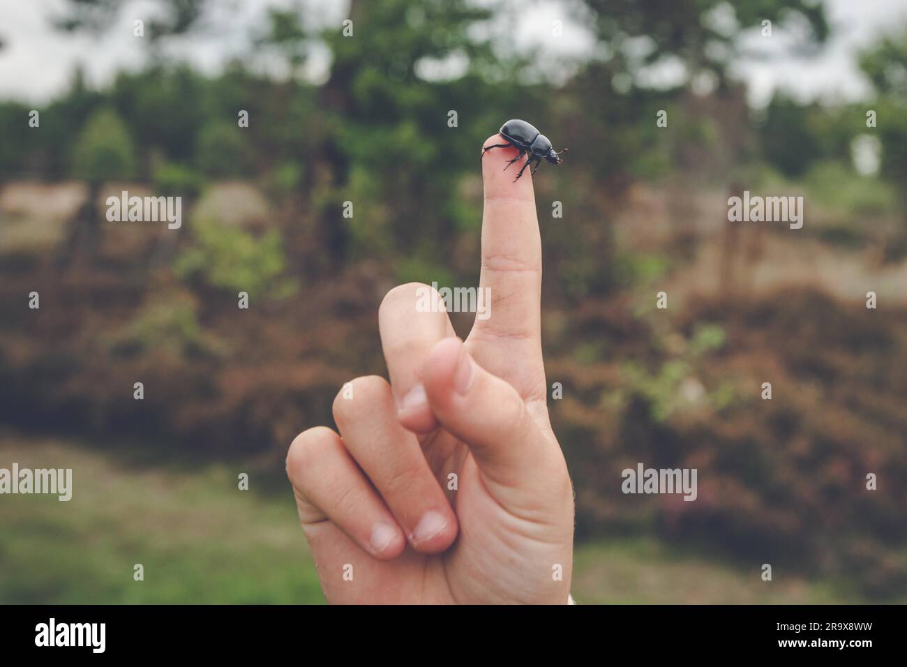Finger pointing at a black beetle climbing on the a hand Stock Photo ...