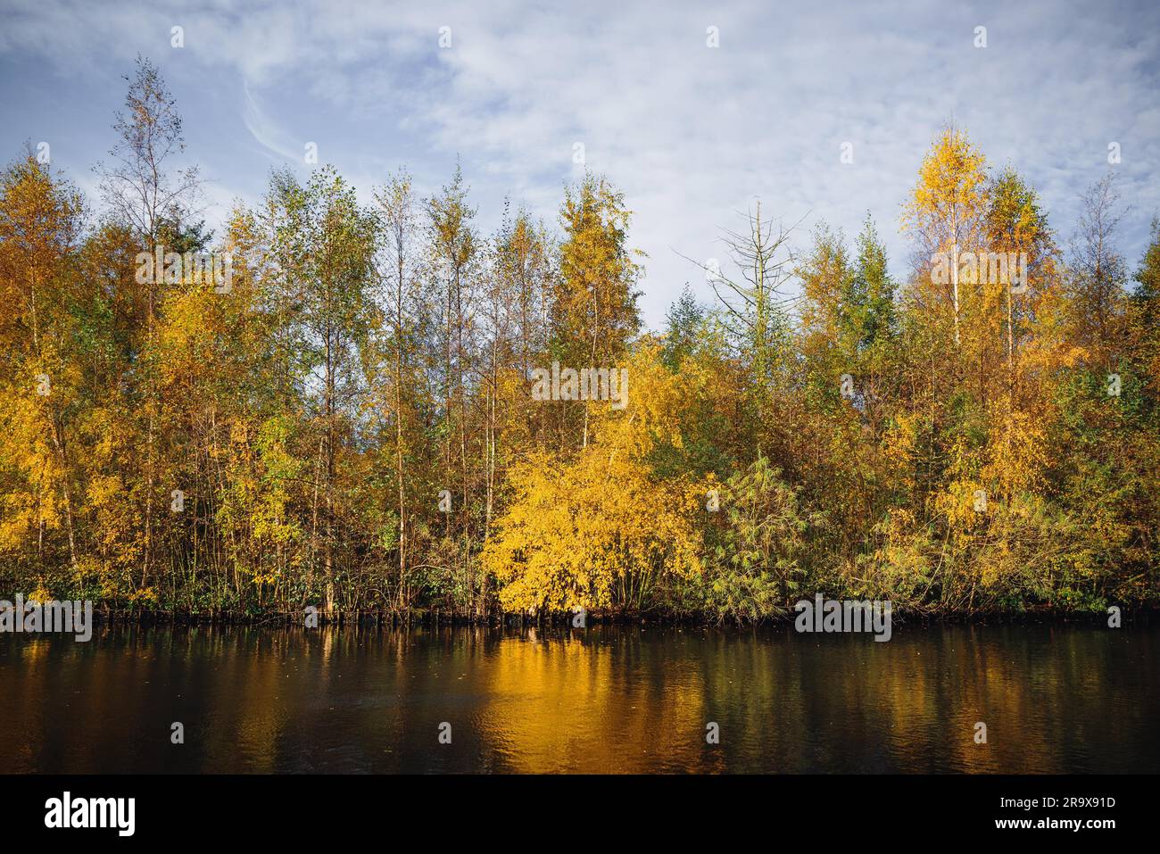 Autumn trees in yellow colors in the fall by a riverside in autumn with tree reflections in the water in an autumn landscape Stock Photo