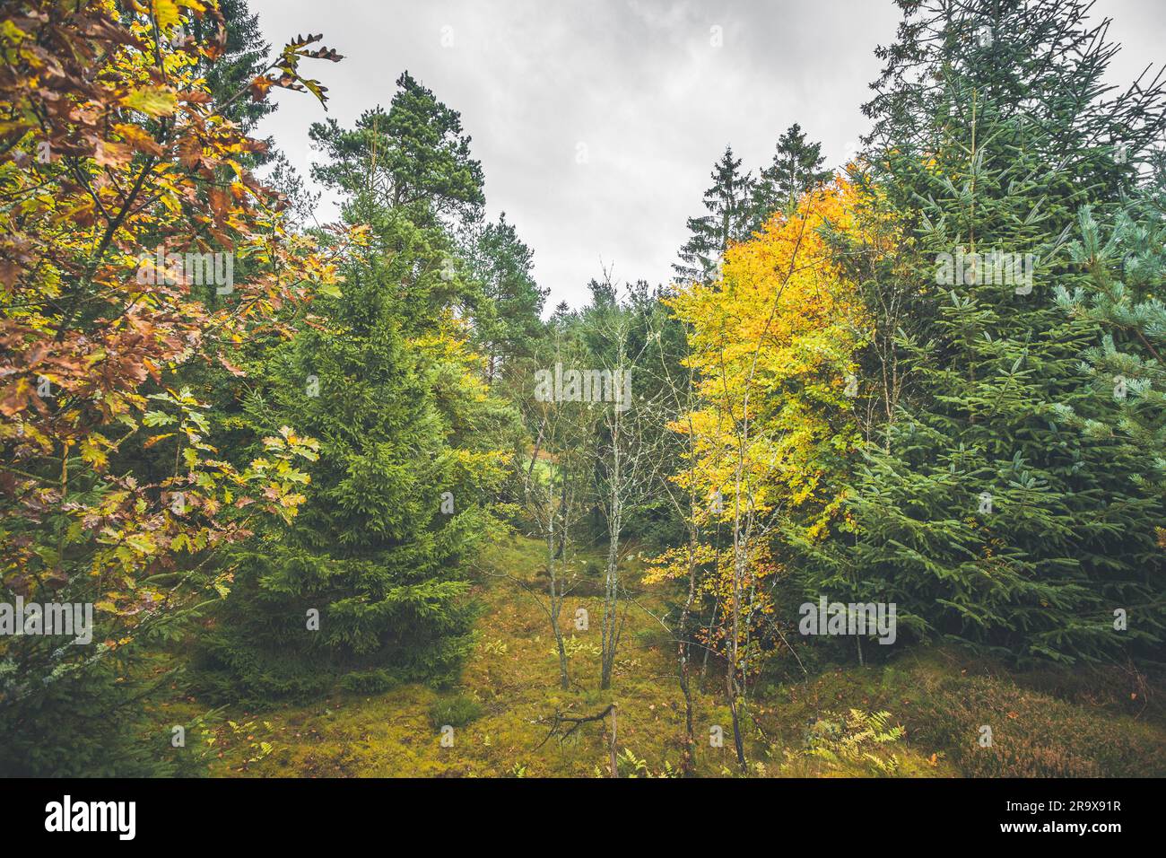 Autumn colors in a forest with pine trees and yellow leaves Stock Photo ...