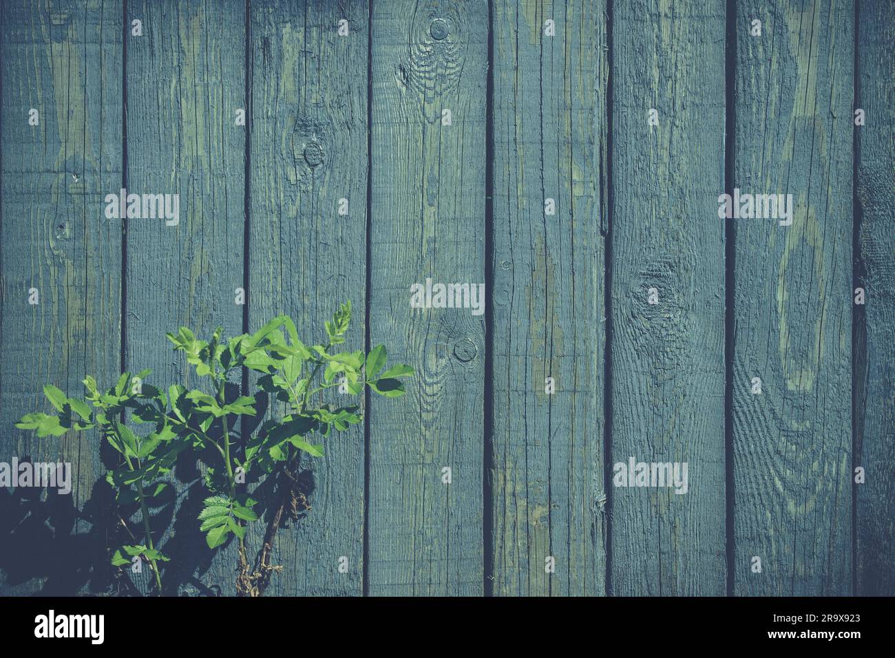 Green plant at a fence with weathered blue paint Stock Photo