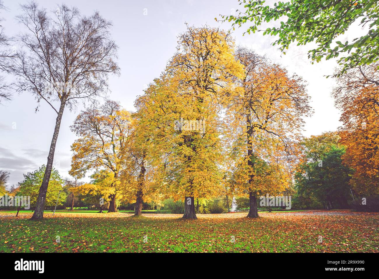 Autumn scenery with colorful yellow trees in a park in autumn with ...