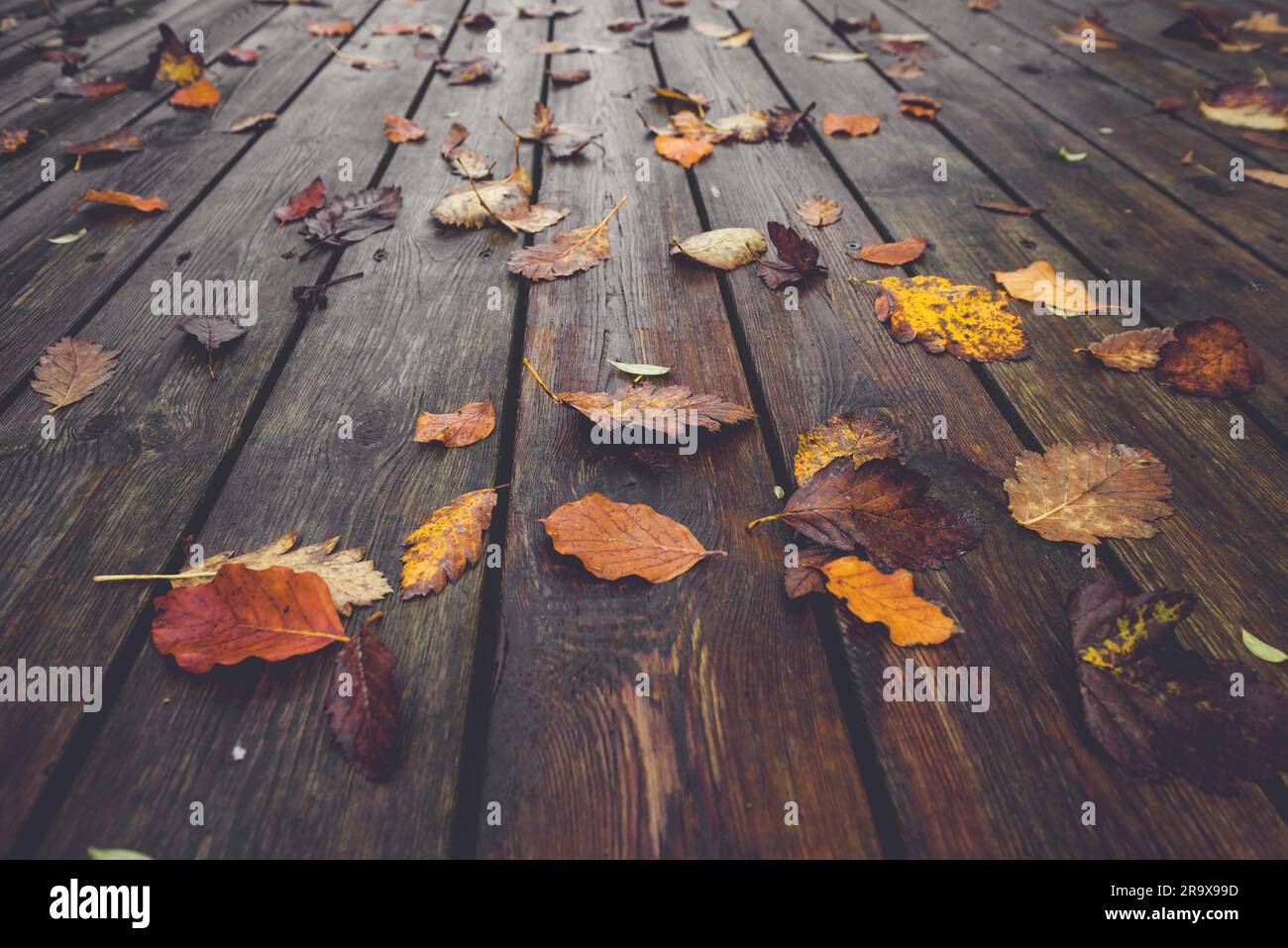 Autumn season with colorful autumn leaves in autumn colors in the fall on wet wooden planks in autumn nature Stock Photo