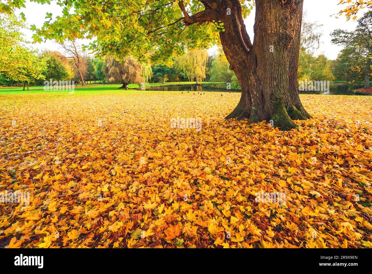 Large maple tree yellow leaves hi-res stock photography and images - Alamy