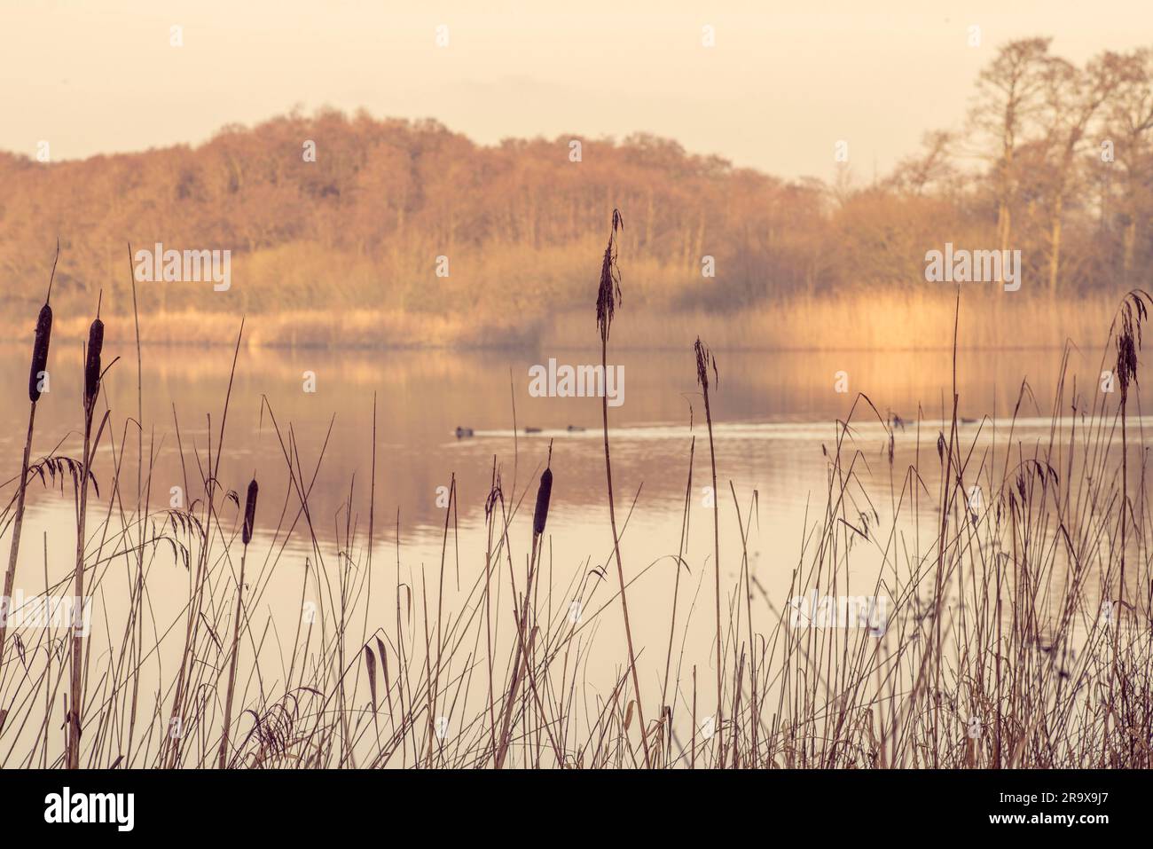 Silhouettes of tall rushes by an idyllic lake in the morning with a duck family passing by Stock Photo