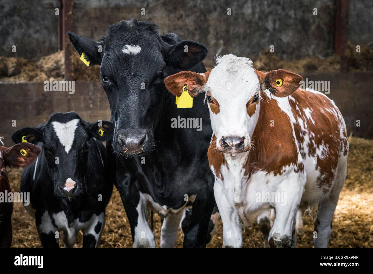 Curious cows looking at you in a stable with dirt in a rural farm environment Stock Photo